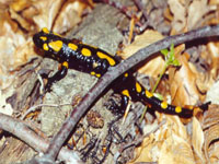 Foltos szalamandra (Salamandra salamandra)