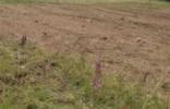 M�tra - Osztr�k t�rnicska