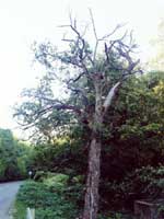 Primeval maple tree in Par�d