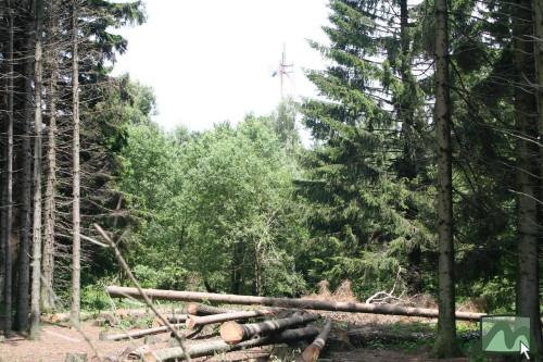 2006. június - Galyatető közpark fakitermelés