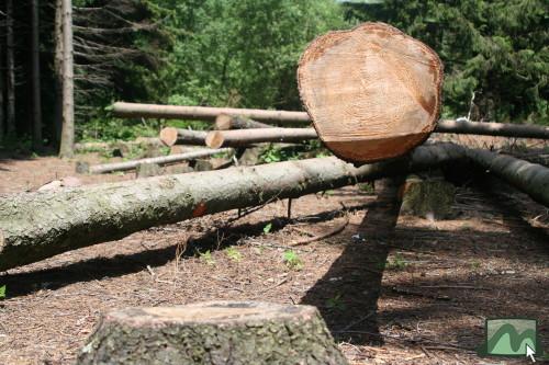 2006. június - Galyatető közpark fakitermelés