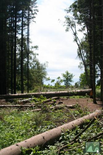 2006. június - Galyatetõ közpark fakitermelés