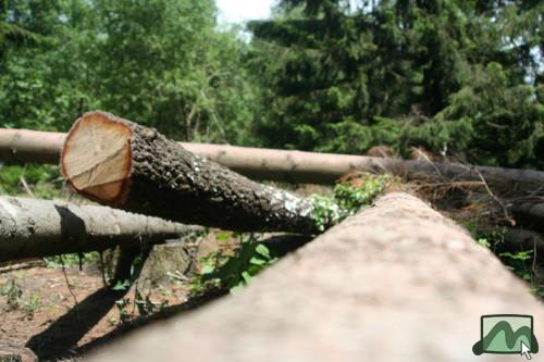 2006. június - Galyatető közpark fakitermelés
