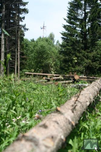 2006. június - Galyatető közpark fakitermelés