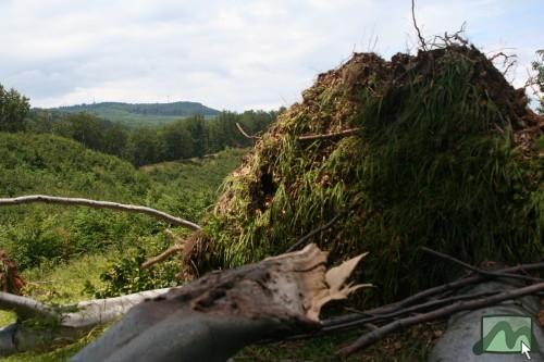 2006. június - a vágások kitett szélein jelentõs szélkárok rongálják az erdõket