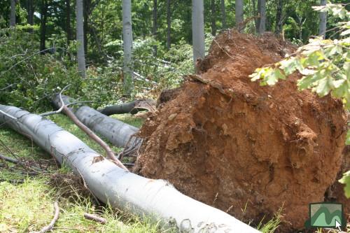 2006. június - a vágások kitett szélein jelentős szélkárok rongálják az erdőket