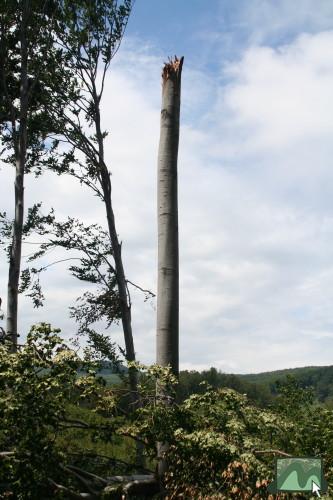 2006. június - a vágások kitett szélein jelentõs szélkárok rongálják az erdõket