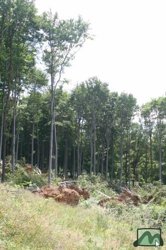 2006. június - a vágások kitett szélein jelentős szélkárok rongálják az erdőket