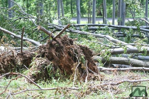 2006. június - a vágások kitett szélein jelentõs szélkárok rongálják az erdõket