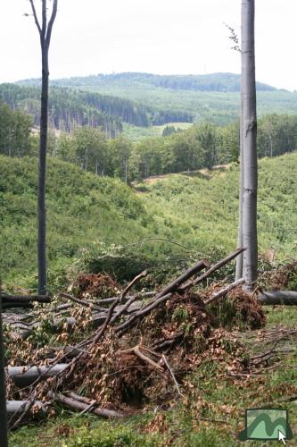 2006. június - a vágások kitett szélein jelentős szélkárok rongálják az erdőket