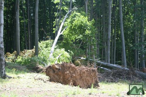 2006. június - a vágások kitett szélein jelentős szélkárok rongálják az erdőket
