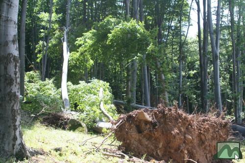 2006. június - a vágások kitett szélein jelentõs szélkárok rongálják az erdõket