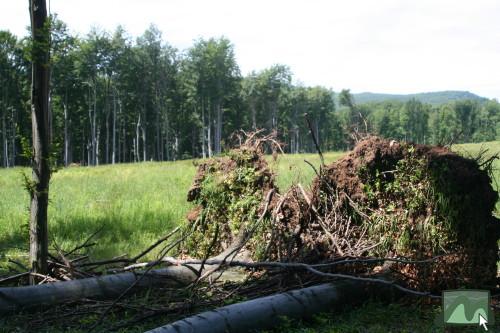 2006. június - a vágások kitett szélein jelentõs szélkárok rongálják az erdõket