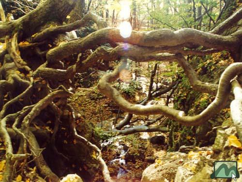 gyökér a Csörgő-szurdok felett