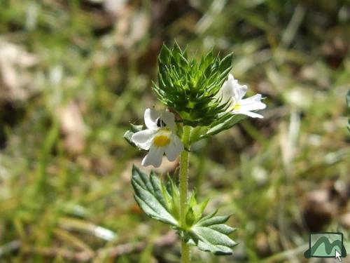 Hajnal László fotója