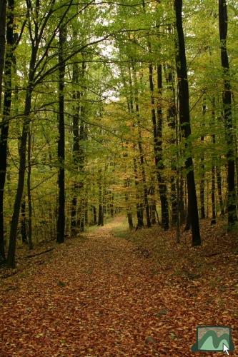 Sárga kereszt turistaút a Farkas-kő oldalában