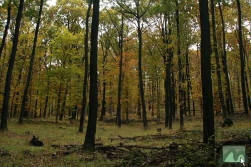 Õszi színek a Csór-hegy oldalában