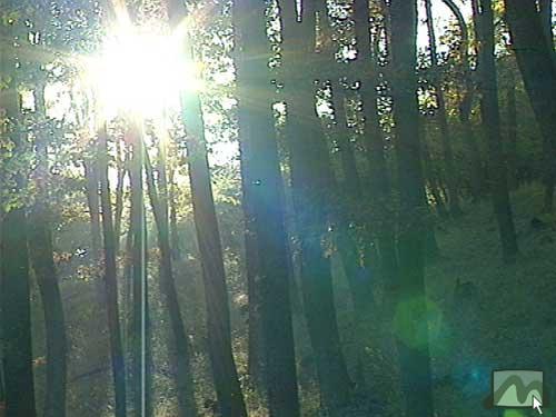 Erdőrészlet a Menyecske-hegyen