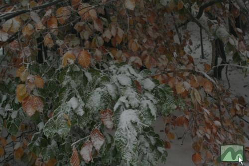 A legtöbb levél még zöld a fehér hólepel alatt