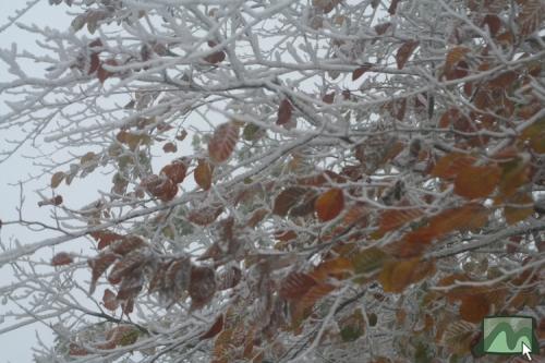 Õszi színek a zúzmara alatt Kékestetőn