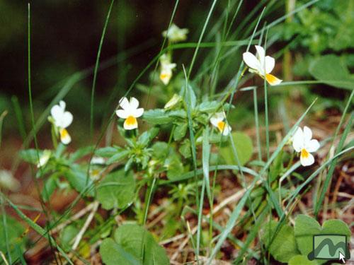 Mátra - Mezei árvácska