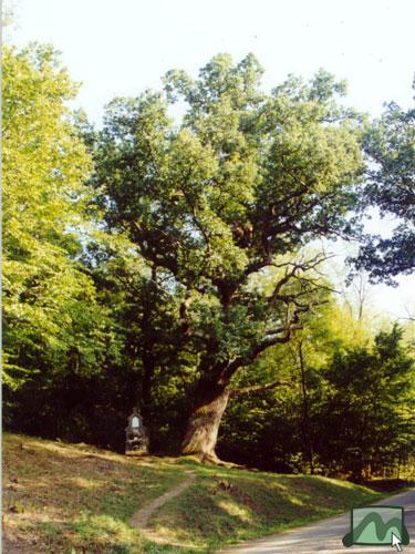 Mária képoszlop a hatalmas tölgyfa alatt