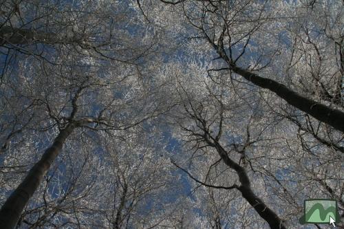 Téli táj 2010. december 4-én a Felső-Mátrában