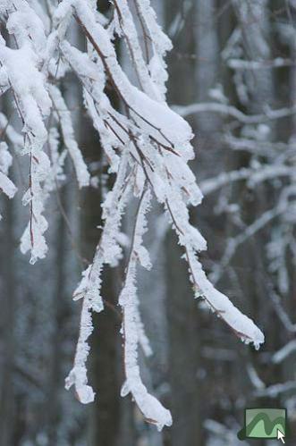 2004.02.25. - lehajló ágak a vastag jég alatt
