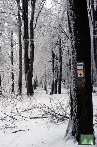 Téli erdő Galya-tetőn