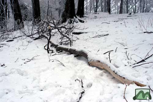 Az ónoseső és a hó súlya alatt letört faágak