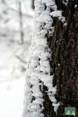 Téli erdő - 2004.02.26.