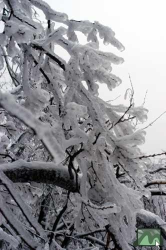 Az ónoseső nem tett jót a fáknak