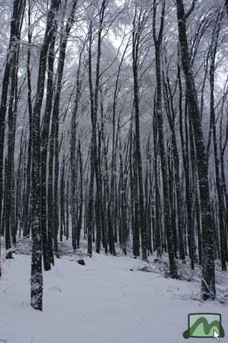 Téli erdő a Felső-Mátrában