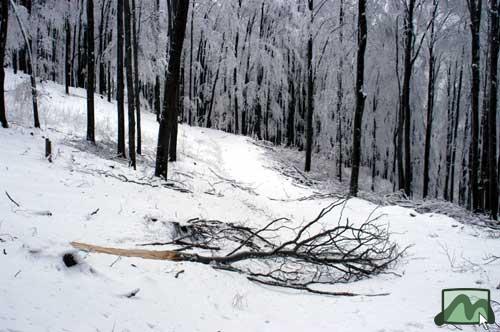 Nagy kárt okozotta az ónosesõ (2004.02.26.)