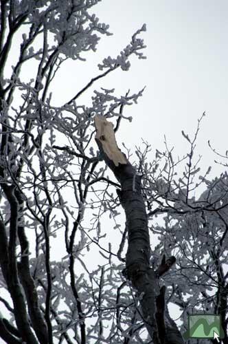 Megcsonkított fák (2004.02.26.)