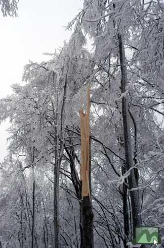 Erdőkárok (2004.02.26.)