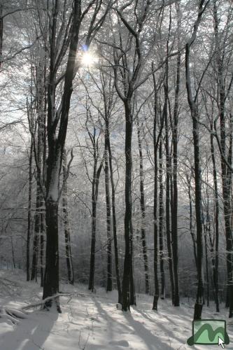 Téli erdő a piros sáv turistaúton Mátraszentimre és Piszkés-tető között