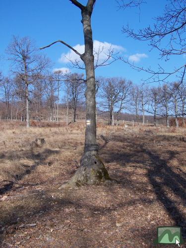 Mátrahegy Teljesítménytúra 2010