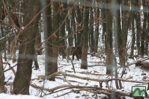 Vadmalac a vadaskertben az Árnyék-bércen