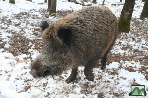Vadkan a vadaskertben az Árnyék-bércen