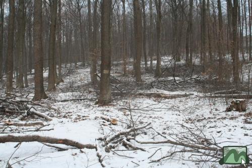Sárga sáv turistaút a Mocsár-oldalban, sajnos a fakitermelők nem figyelnek a turistautakra