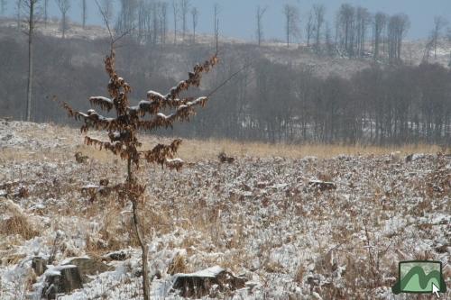 Muflon az Üvöltő-gerincen