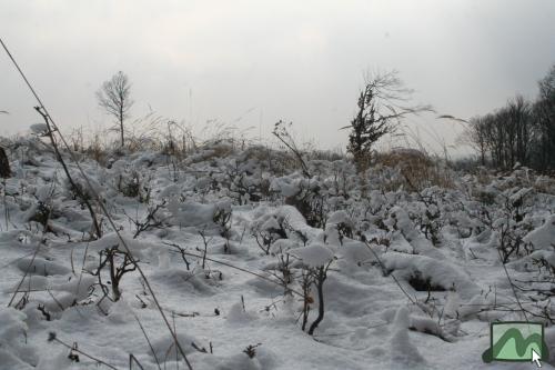 Téli csendélet az Üvöltő-gerincen