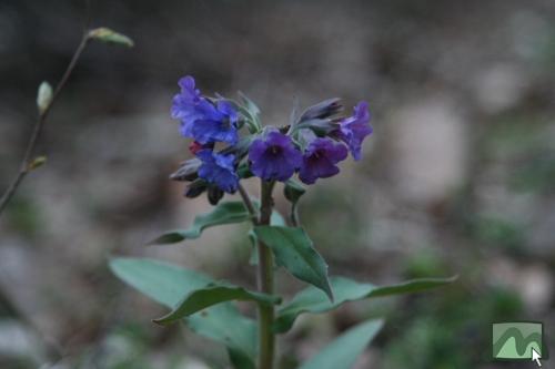 Pettyegetett tüdőfű
