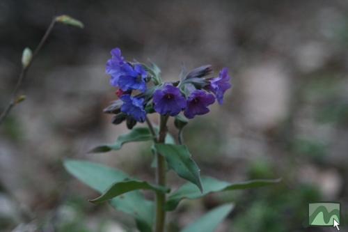 Pettyegetett tüdőfű
