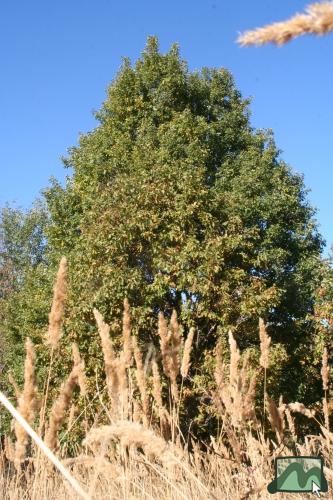 Õsz Mátraszentimre és Fallóskút között a kék kör tuistajelzésen