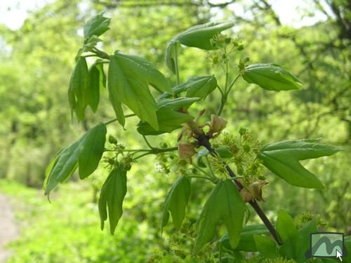 Õsjuhar a Mátraalján!