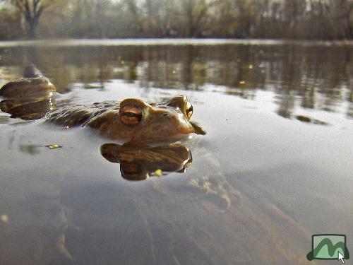 Sástó - béka a tóban