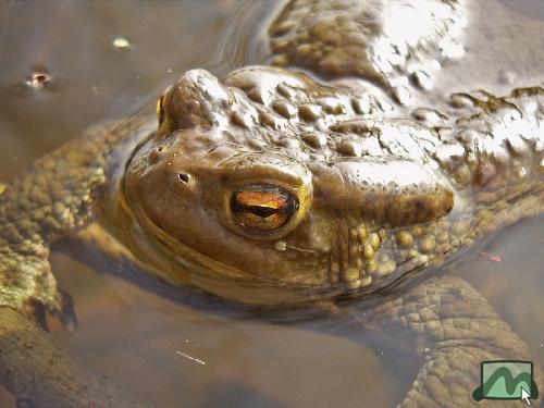Sástó - béka a tóban