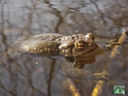 Sástó - béka a tóban